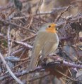 /album/my-local-birding-gallery/robin-at-thornhill-wetlands-jpg/